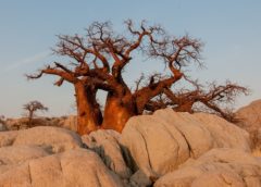 Baobabům hrozí vyhynutí kvůli změně klimatu a lidskému rozvoji