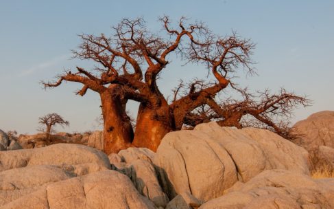 Baobabům hrozí vyhynutí kvůli změně klimatu a lidskému rozvoji